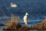 czapla biała, Casmerodius albus, Ardea alba, Egretta alba