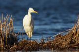 czapla biała, Casmerodius albus, Ardea alba, Egretta alba