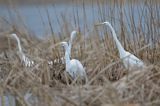 czaple białe, Casmerodius albus, Ardea alba, Egretta alba