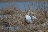 czapla biała, Casmerodius albus, Ardea alba, Egretta alba