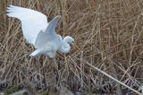 czapla biała, Casmerodius albus, Ardea alba, Egretta alba