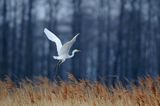 czapla biała, Casmerodius albus, Ardea alba, Egretta alba