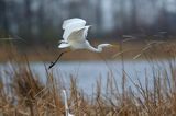 czapla biała, Casmerodius albus, Ardea alba, Egretta alba