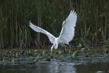 Czapla biała, Casmerodius albus, Ardea alba, Egretta alba