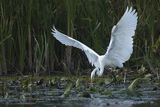 Czapla biała, Casmerodius albus, Ardea alba, Egretta alba