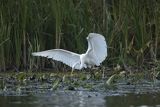 Czapla biała, Casmerodius albus, Ardea alba, Egretta alba