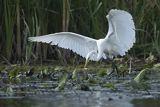 Czapla biała, Casmerodius albus, Ardea alba, Egretta alba