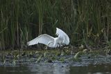 Czapla biała, Casmerodius albus, Ardea alba, Egretta alba