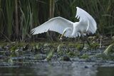 Czapla biała, Casmerodius albus, Ardea alba, Egretta alba