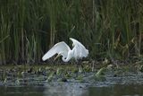 Czapla biała, Casmerodius albus, Ardea alba, Egretta alba