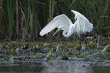 Czapla biała, Casmerodius albus, Ardea alba, Egretta alba