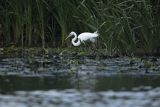 Czapla biała, Casmerodius albus, Ardea alba, Egretta alba