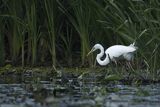 Czapla biała, Casmerodius albus, Ardea alba, Egretta alba