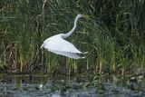 Czapla biała, Casmerodius albus, Ardea alba, Egretta alba