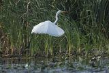 Czapla biała, Casmerodius albus, Ardea alba, Egretta alba