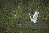 Czapla biała, Casmerodius albus, Ardea alba, Egretta alba