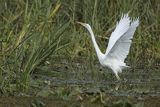 Czapla biała, Casmerodius albus, Ardea alba, Egretta alba