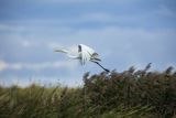 Czapla biała, Casmerodius albus, Ardea alba, Egretta alba