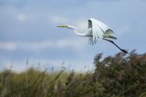 Czapla biała, Casmerodius albus, Ardea alba, Egretta alba