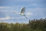 Czapla biała, Casmerodius albus, Ardea alba, Egretta alba