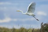 Czapla biała, Casmerodius albus, Ardea alba, Egretta alba