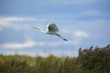 Czapla biała, Casmerodius albus, Ardea alba, Egretta alba