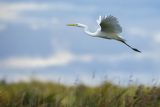 Czapla biała, Casmerodius albus, Ardea alba, Egretta alba