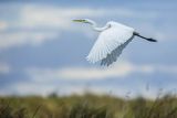 Czapla biała, Casmerodius albus, Ardea alba, Egretta alba