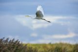 Czapla biała, Casmerodius albus, Ardea alba, Egretta alba