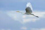 Czapla biała, Casmerodius albus, Ardea alba, Egretta alba