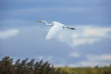 Czapla biała, Casmerodius albus, Ardea alba, Egretta alba