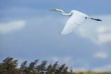 Czapla biała, Casmerodius albus, Ardea alba, Egretta alba