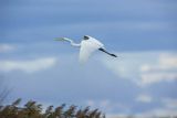 Czapla biała, Casmerodius albus, Ardea alba, Egretta alba