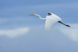 Czapla biała, Casmerodius albus, Ardea alba, Egretta alba