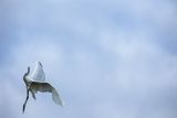 Czapla biała, Casmerodius albus, Ardea alba, Egretta alba