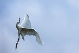 Czapla biała, Casmerodius albus, Ardea alba, Egretta alba