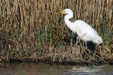 czapla biała, Casmerodius albus, Ardea alba, Egretta alba