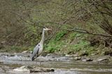 czapla siwa Ardea cinerea