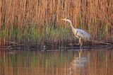 czapla siwa Ardea cinerea