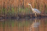 czapla siwa Ardea cinerea