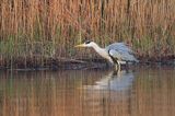 czapla siwa Ardea cinerea