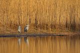 czapla siwa Ardea cinerea