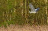 czapla siwa Ardea cinerea