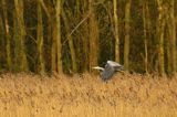 czapla siwa Ardea cinerea