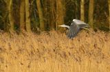 czapla siwa Ardea cinerea