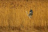 czapla siwa Ardea cinerea