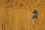 czapla siwa Ardea cinerea