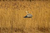 czapla siwa Ardea cinerea