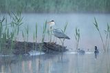 czapla siwa Ardea cinerea