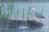 czapla siwa Ardea cinerea